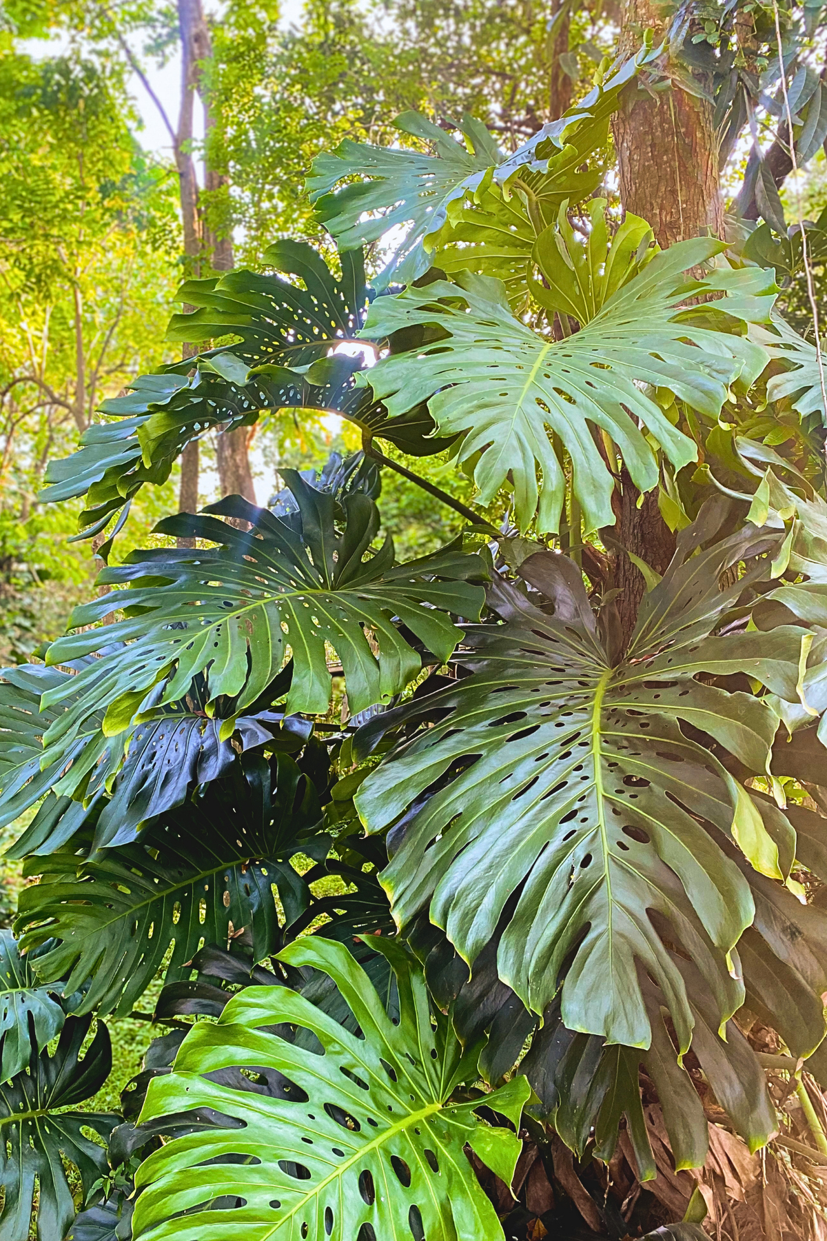 ¿Por qué mi planta se inclina? Aprende a identificar la causa y cuándo necesita un tutor