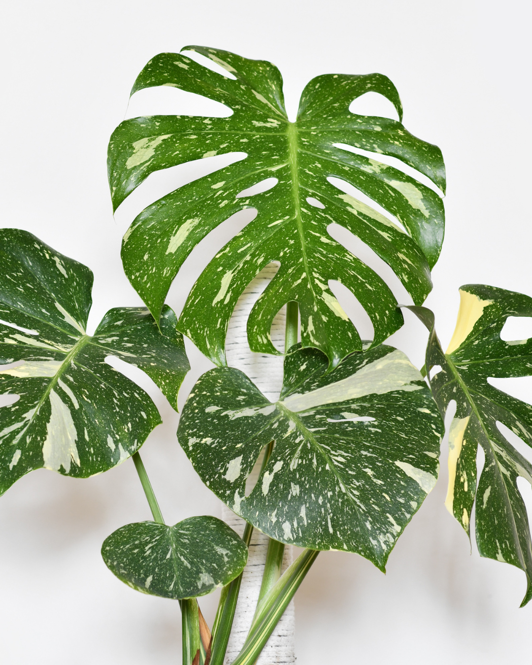 Plantas