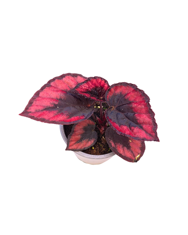 Begonia Red Kiss