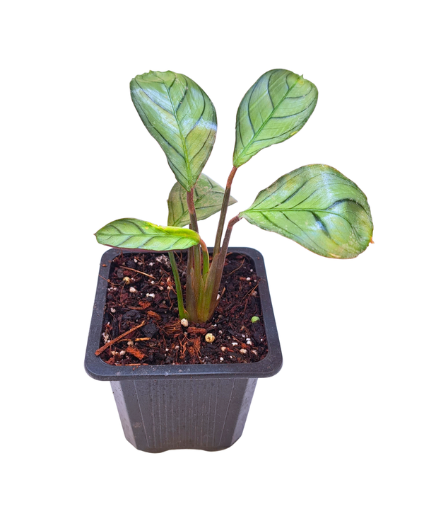 Calathea Amagris