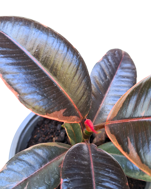 Gomero Ruby
